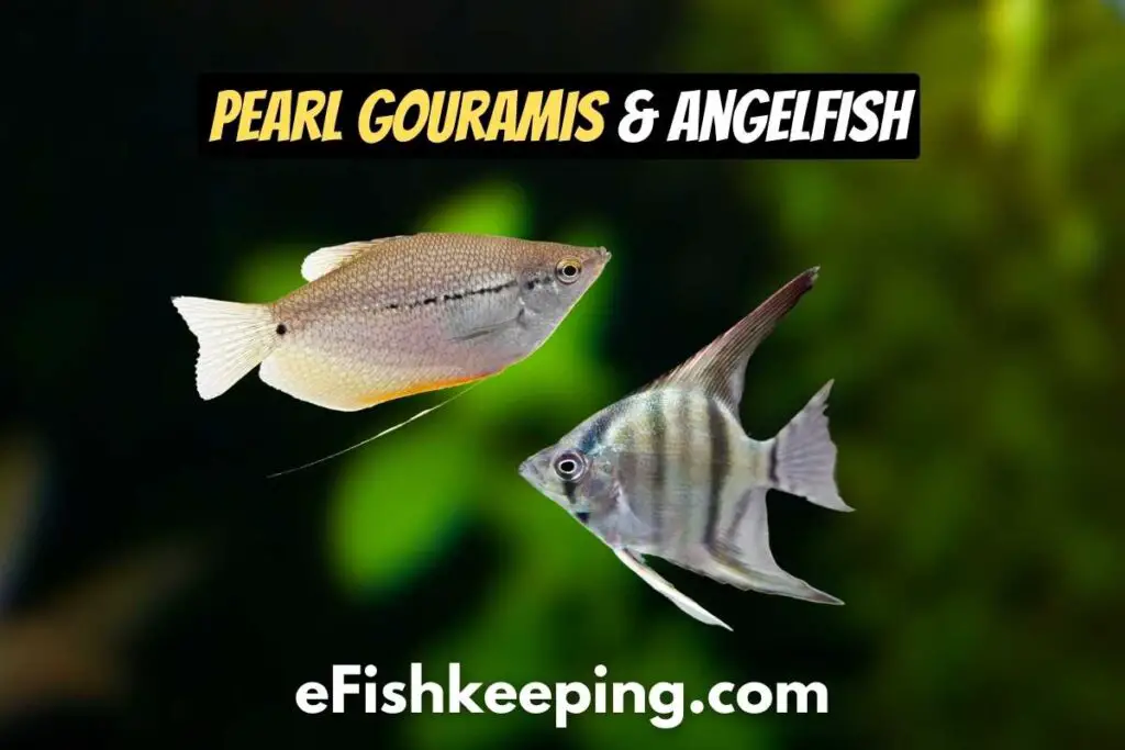 Pearl Gouramis and Angelfish: Can They Live Together?