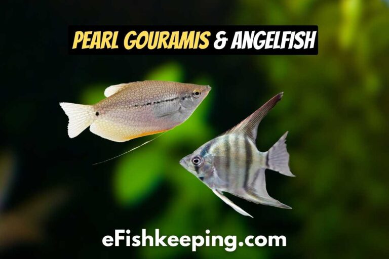 pearl-gouramis-and-angelfish