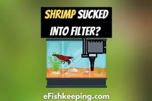 Shrimp Sucked Into Filter? Here’s How To Prevent!
