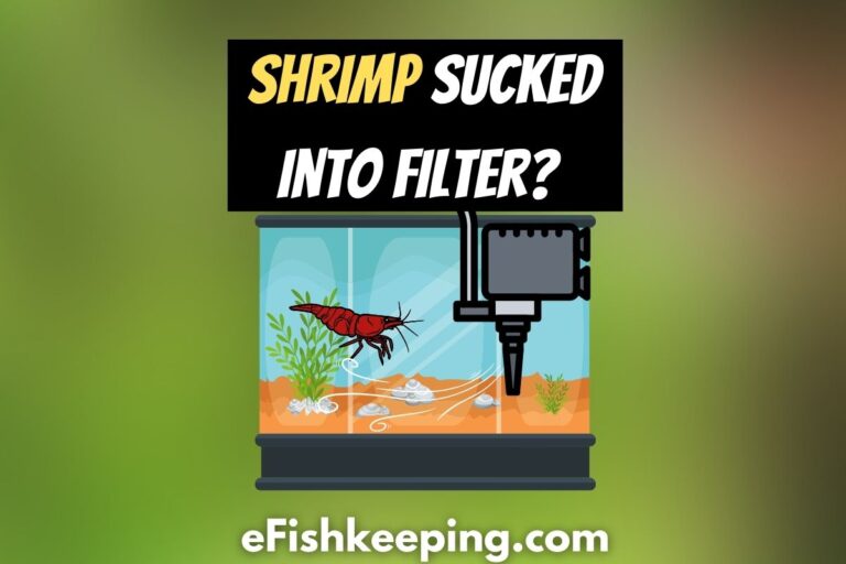 shrimp-getting-sucked-into-filter