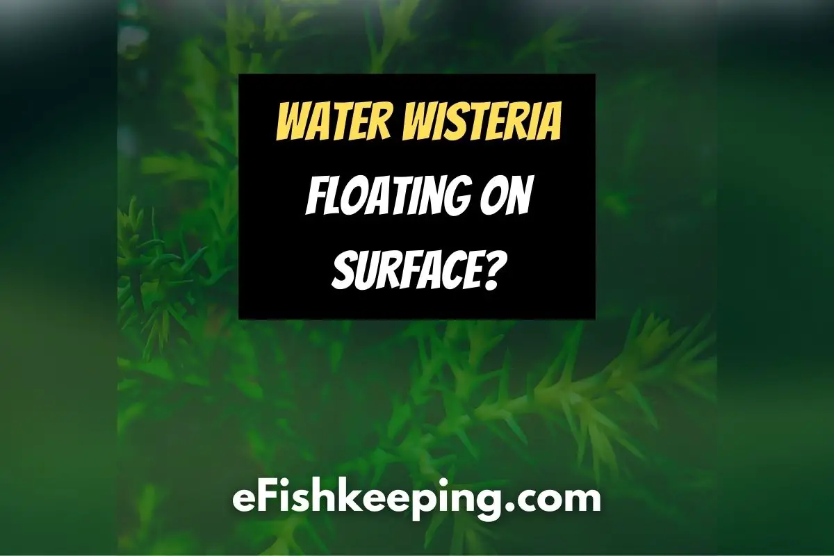water-wisteria-floating-on-surface