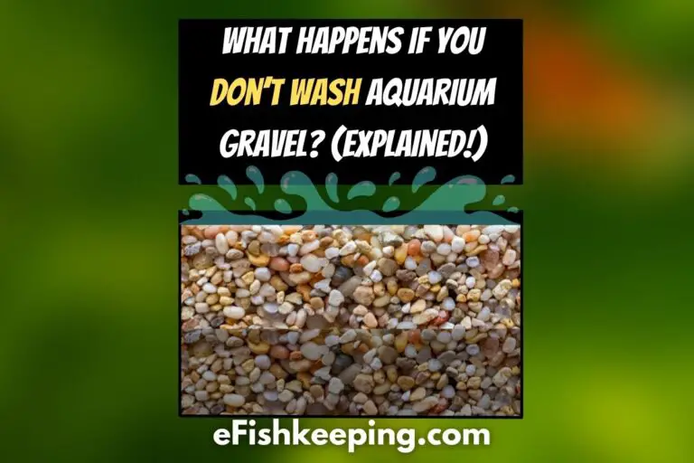 what-happens-if-you-don't-wash-aquarium-gravel