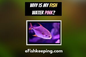Why Is My Fish Water Pink? (7 Reasons + How To Fix!)