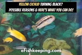 Yellow Cichlid Turning Black? (Reasons + Here’s What To Do!)