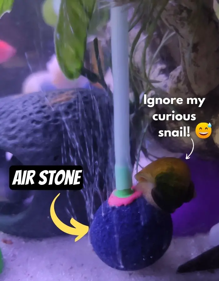 air-stone-in-aquarium