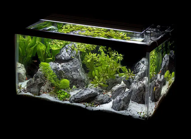 how-many-guppies-and-neon-tetras-together