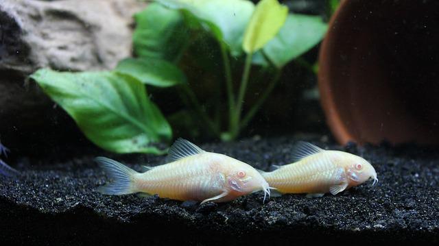 do-corydoras-eat-plants