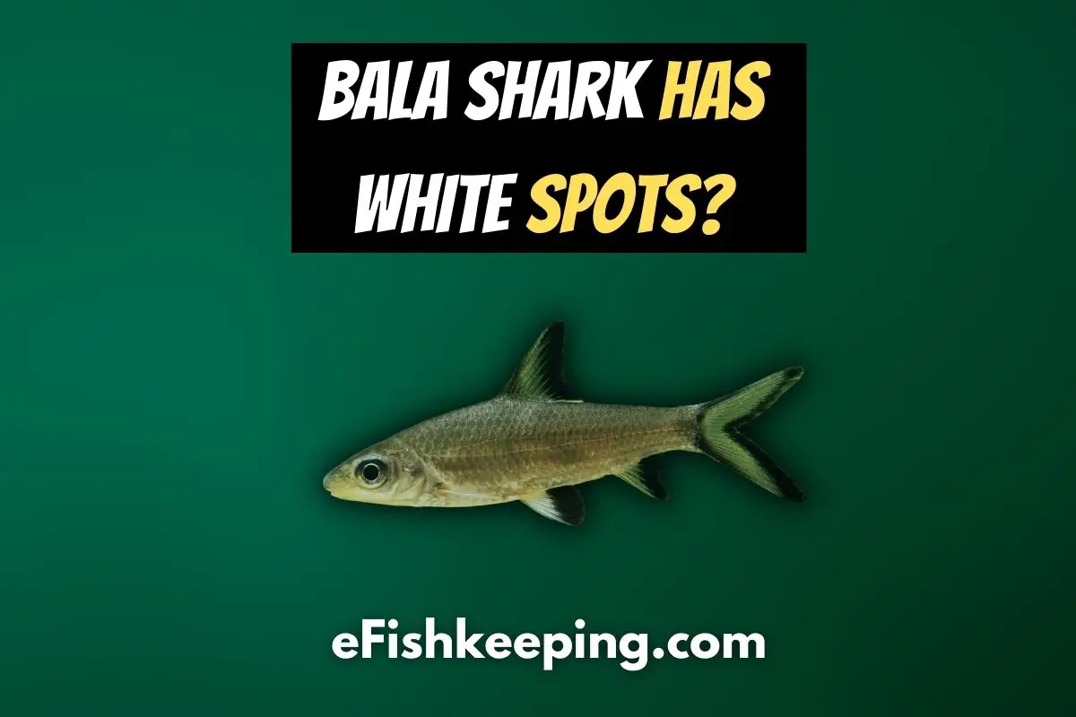 bala-shark-has-white-spots