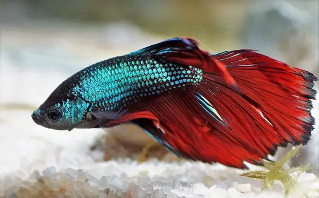 why-do-my-bettas-fins-look-shredded