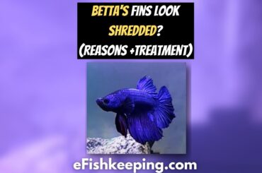 why-bettas fins look-shredded-and how-to-treat
