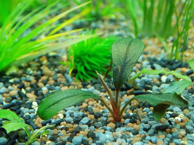aquarium-plant