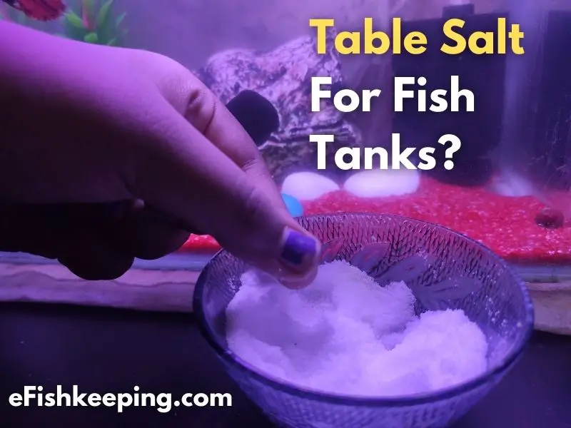 Which Salt To Use In Aquariums? (A Fishkeeper’s Guide!) eFishkeeping