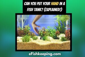Can You Put Your Hand In A Fish Tank? (5 Must-Know Things!)