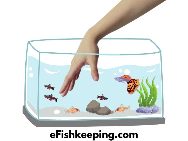 can-you-put-your-hand-in-a-fish-tank