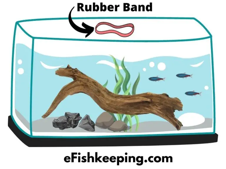 Rubber Bands In Aquariums? (7 Things You Should Know!) eFishkeeping