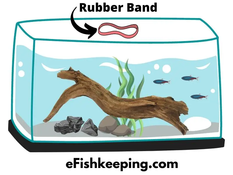 can-you-use-rubber-bands-in-aquariums