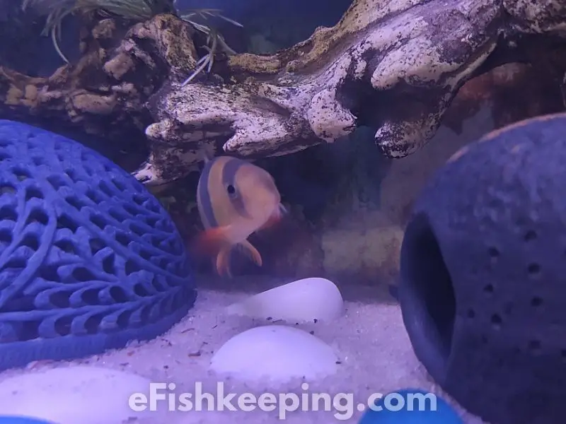 my clown loach fish swimming in my fish tank