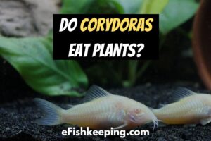 Do Corydoras Eat Plants? (All Doubts SOLVED!)