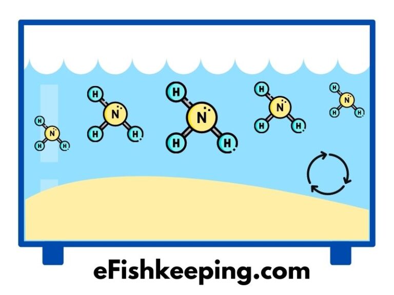 Does Aquarium Sand Cause Ammonia? (A Helpful Guide!) eFishkeeping