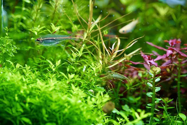 plants-in-aquarium