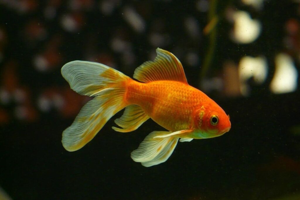 a-goldfish-swimming-in-the-tank | why-do-fish-hide-behind-the-filter