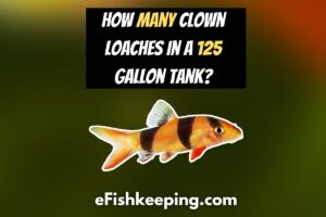 How Many Clown Loaches In A 125 Gallon Tank? (Full Guide!)
