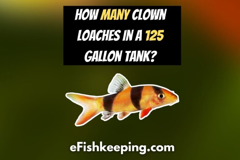 how-many-clown-loaches-in-a-125-gallon-tank