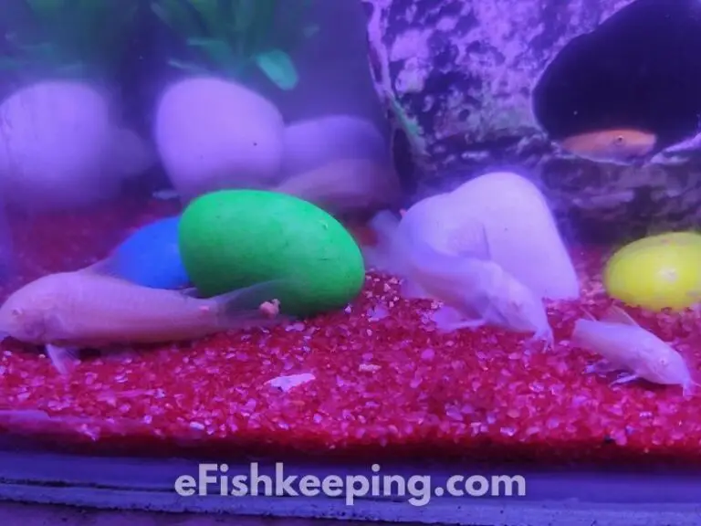 How Many Cory Catfish Should Be Kept Together? (Explained!) eFishkeeping