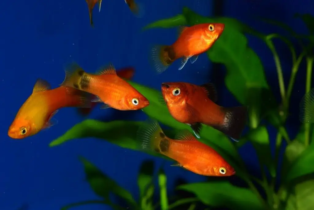 do-platy-fish-like-to-be-alone