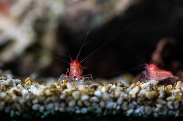 can-shrimp-get-sucked-into-filter