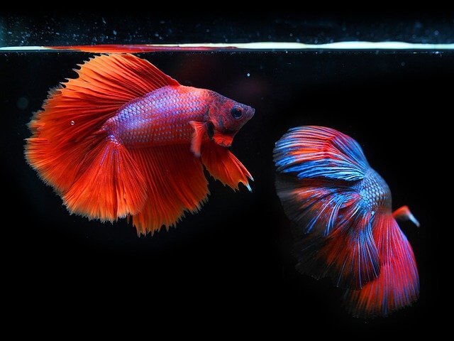 why-do-my-bettas-fins-look-shredded