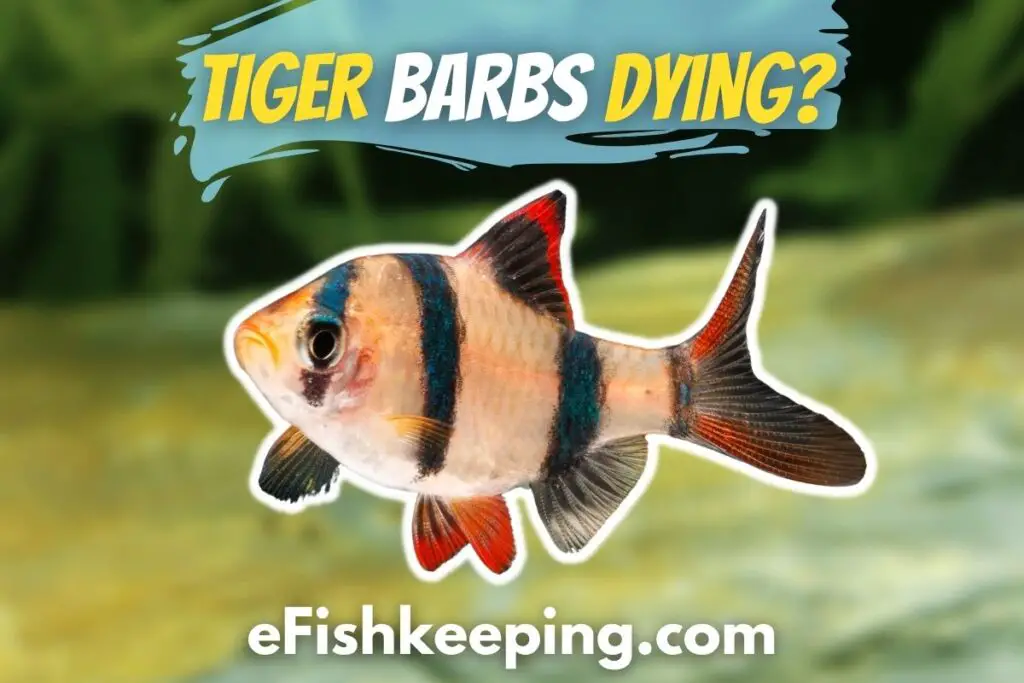 Top 5 Reasons Tiger Barbs Die And How To Keep Them Alive