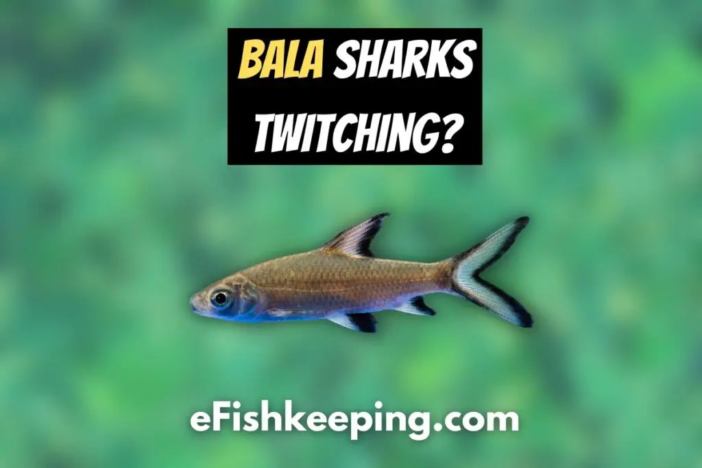 Bala Sharks Twitching? (7 Things You Need To Know!) eFishkeeping