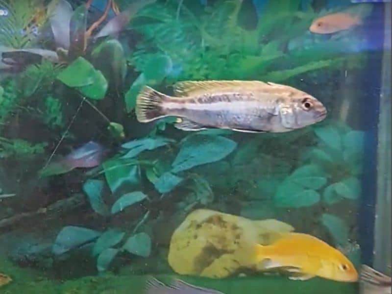 why-is-my-yellow-cichlid-turning-black-possible-reasons-and-what-to-do