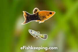 Will Mollies Eat Guppy Fry? (+Top 3 Prevention Tips!)