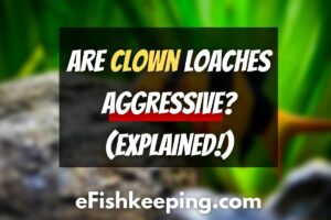 Are Clown Loaches Aggressive? (Why & How To Stop it!)