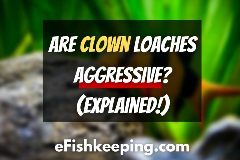 are-clown-loaches-aggressive