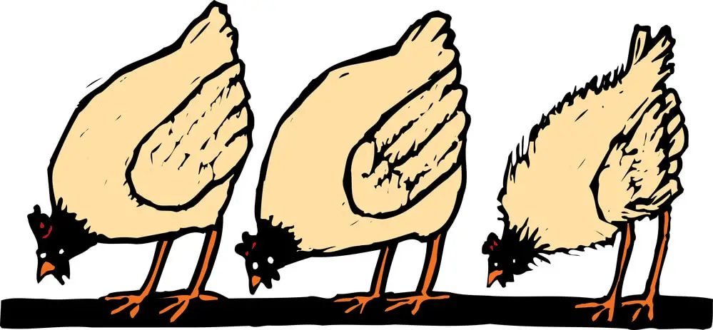 illustration-of-pecking-order-of-chickens
