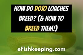 How Do Dojo Loaches Breed? (+Top 7 Tips To Breed Them!)