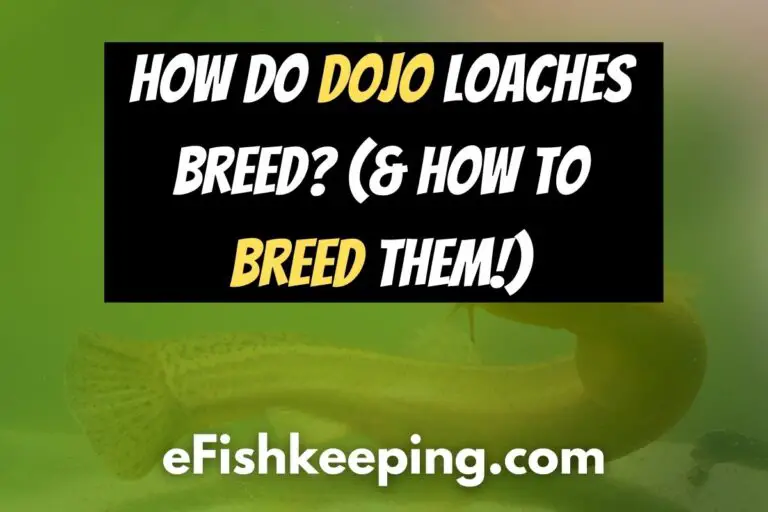 how-do-dojo-loaches-breed-and-how-to-breed-them-explained
