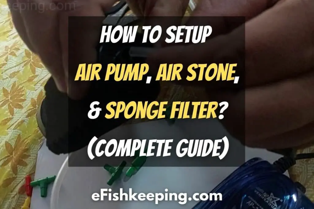 Complete Air Pump, Air Stone, & Sponge Filter Setup Guide