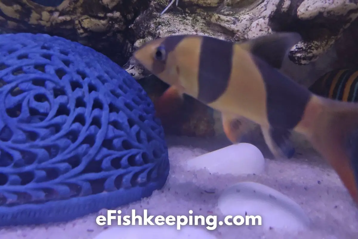 Are Clown Loaches Aggressive? (Why & How To Stop it!) eFishkeeping