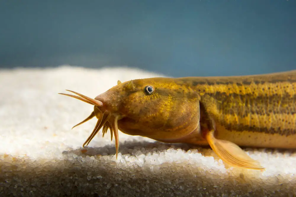 how-do-dojo-loaches-breed