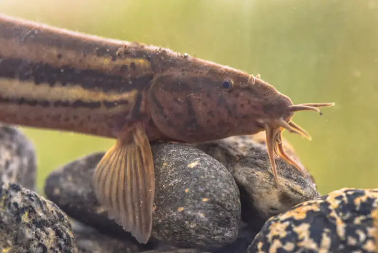 How Do Dojo Loaches Breed? (+Top 7 Tips To Breed Them!) eFishkeeping