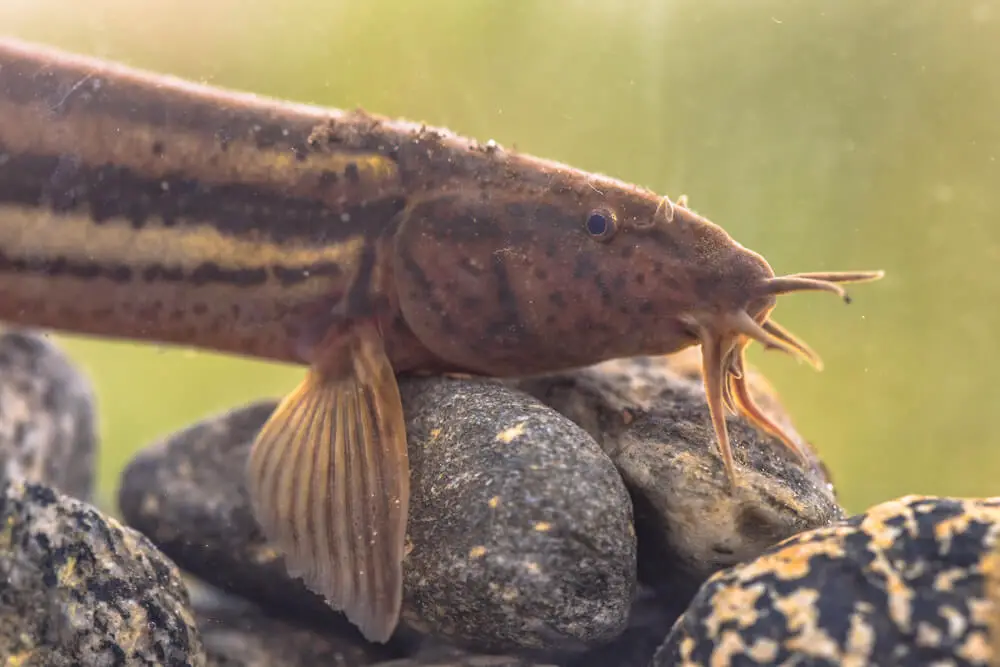 how-dojo-loaches-breed-in-the-wild