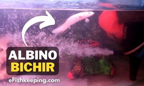albino-bichir-a-blood-parrot-cichlid-tank-mate
