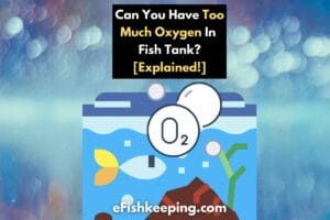 Too Much Oxygen In Fish Tank? [All You Need To Know!]