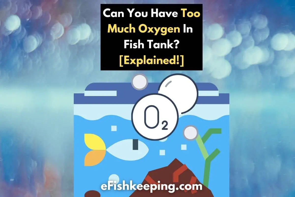can-you-have-too-much-oxygen-in-fish-tank