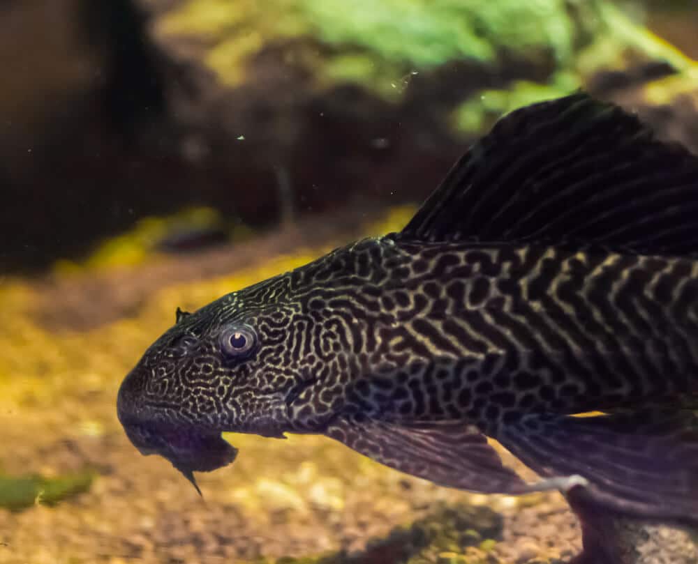 common-pleco-blood-parrot-cichlid-tank-mate