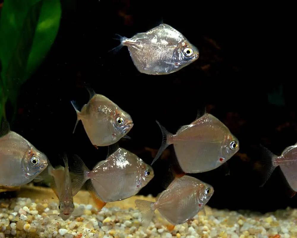 silver-dollar-fish-a-blood-parrot-cichlid-tank-mate